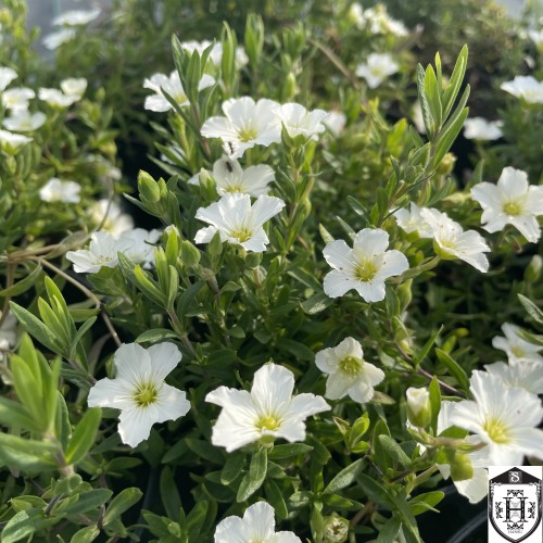 Arenaria montana 'Blizzard Compact' - Mägi-liivkann 'Blizzard Compact' 